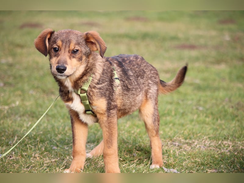 Nayo sucht ein liebevolles Zuhause fürs Leben