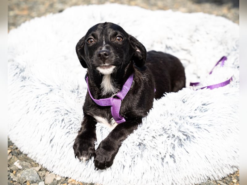 Mausi wünscht sich ein Forever Home...
