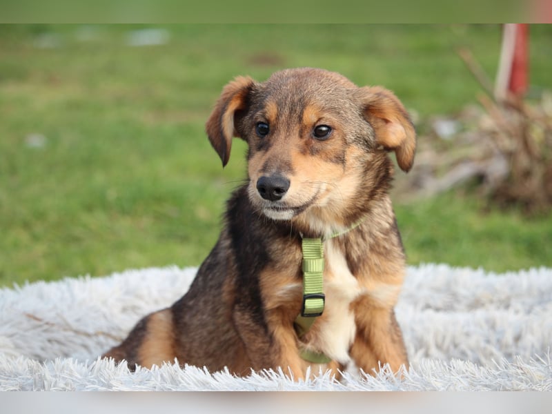 Nayo sucht ein liebevolles Zuhause fürs Leben