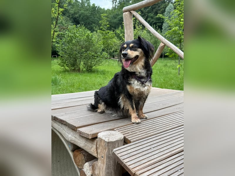 Cosima sucht ihr Für immer Zuhause
