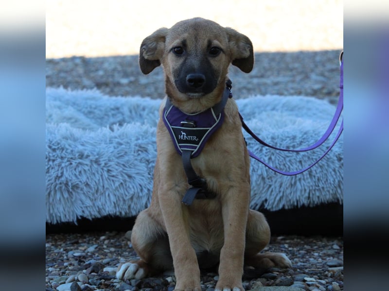 Kasina eine Traumhündin...