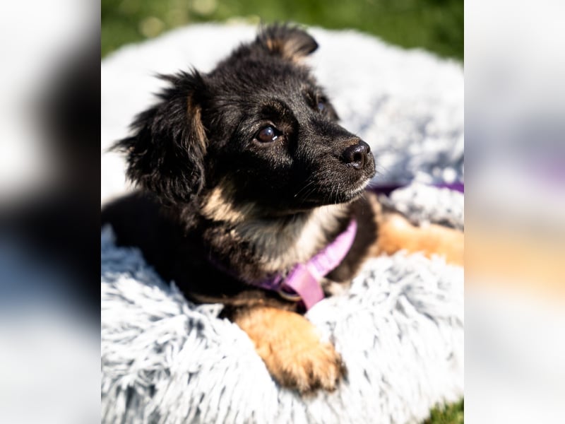 Perla sucht liebevolle Familie....