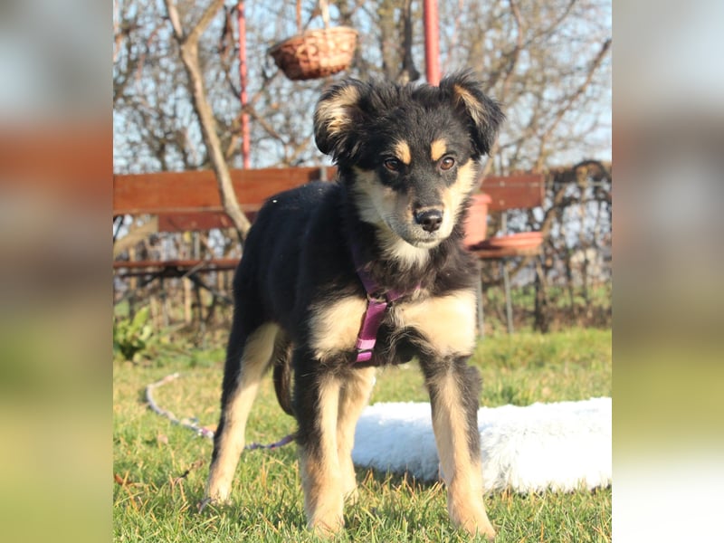 Nirella sucht liebevolle Familie....