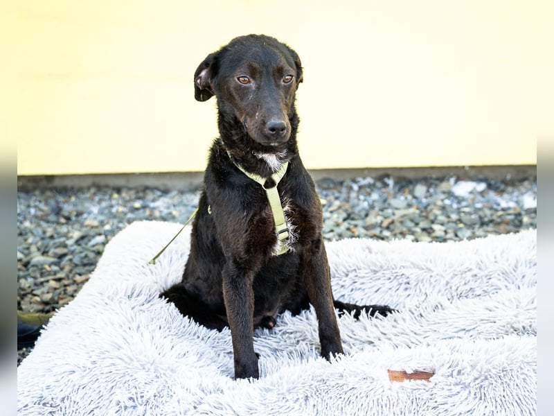 Taro sucht liebevolle Familie...