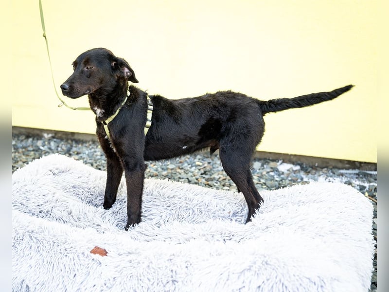 Taro sucht liebevolle Familie...
