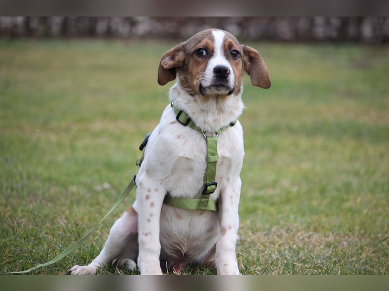 Delino – eine sanfte kleine Seele sucht sein Glück