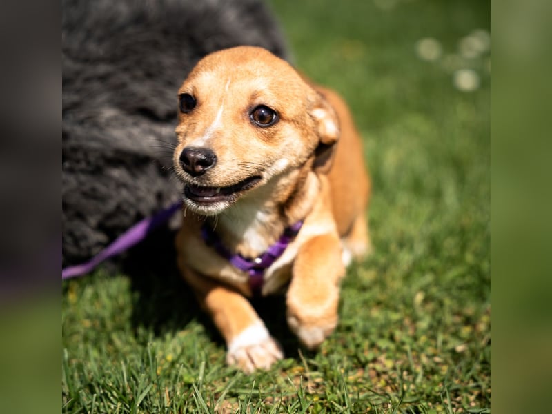 Wer schenkt unsere kleine Baylili ein Zuhause...