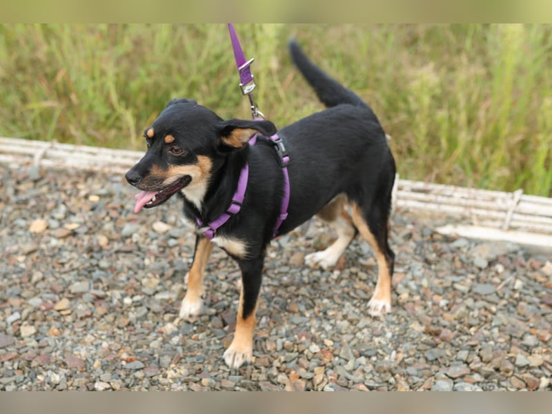 PENNY – Hundedame sucht ihr Glück