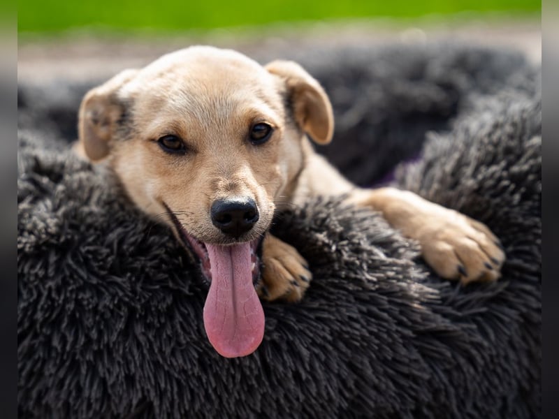 Wer schenkt Lisana ein zu Hause...