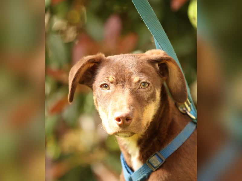 liebenswerte kleine - Linda