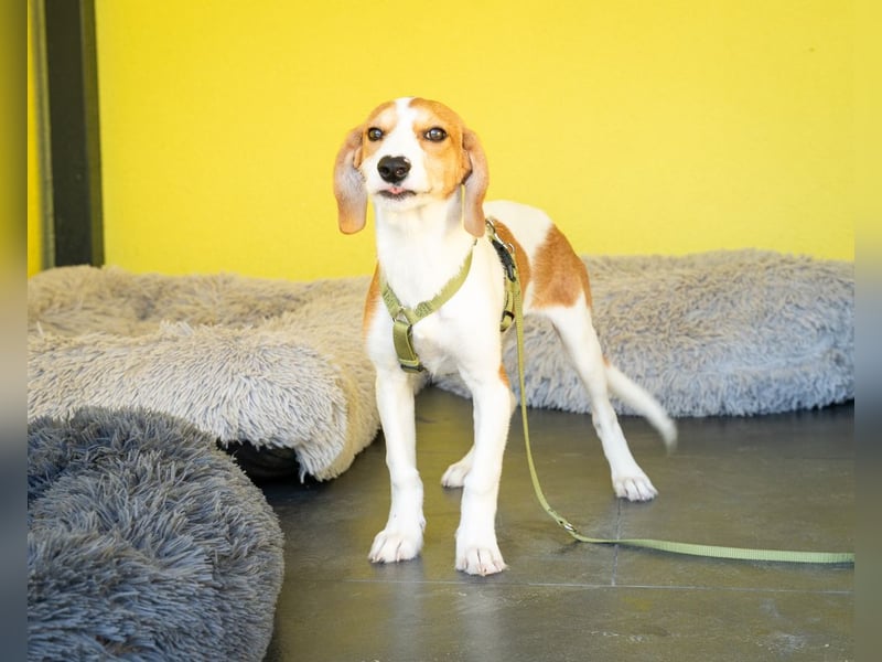 Narami sucht liebevolles Zuhause...