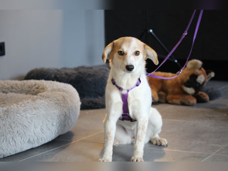 Rumi sucht ihre Lieblingsmenschen...