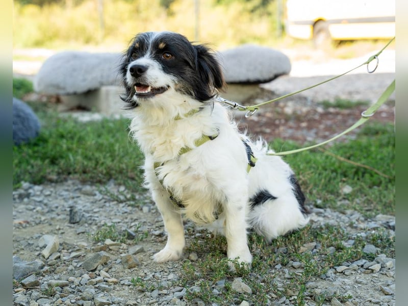 Maglino sucht sein für immer zu Hause...