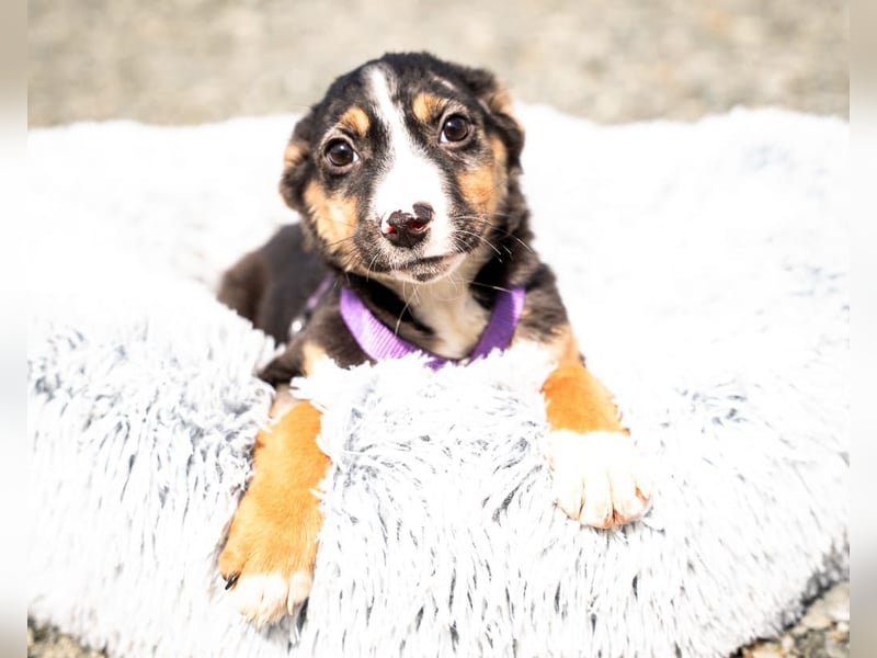 Honey sucht liebevolles Zuhause...