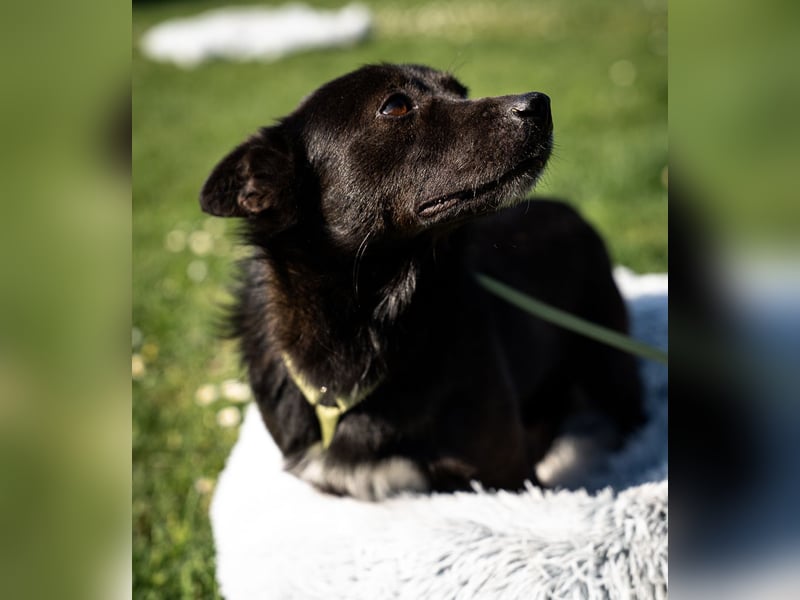 Merino – ein Lächeln, das Herzen öffnet