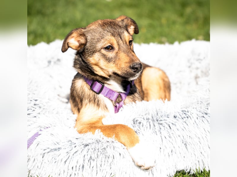 Darf ich vorstellen Prinzessin Leila