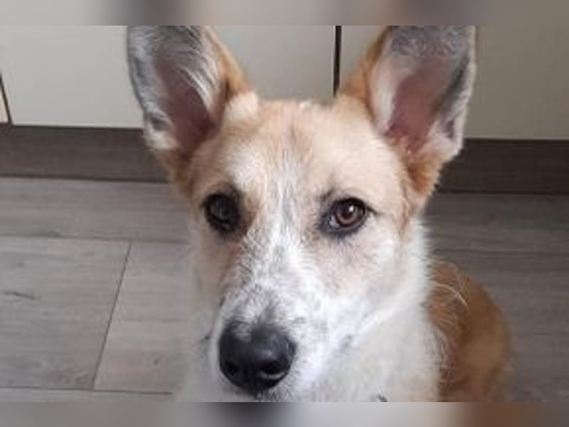 Lenny, ein menschenbezogener und aktiver Begleiter sucht noch einmal ein Zuhause
