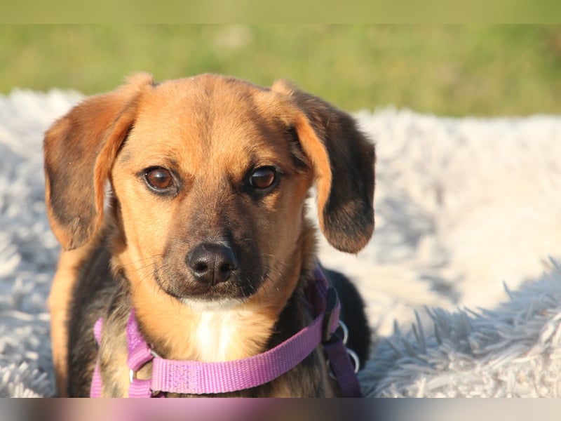 Dobina sucht ihr  Für-Immer-Zuhause