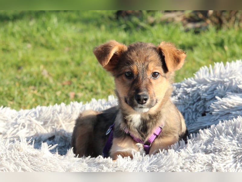 Gina sucht liebevolle Familie....