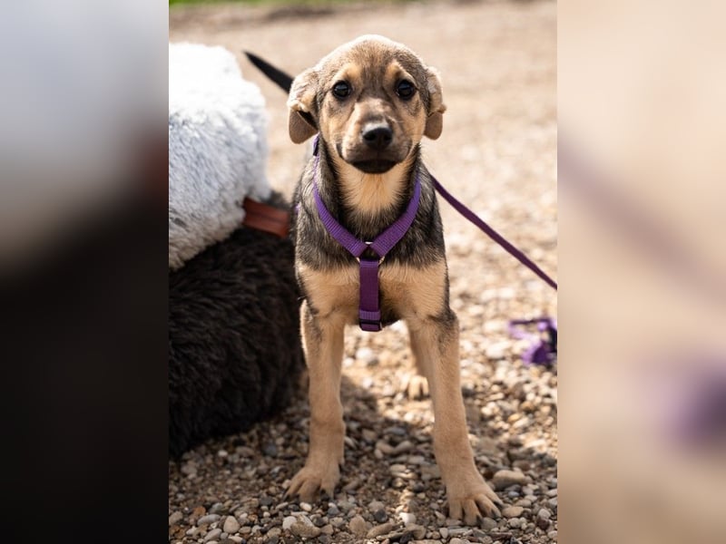 Galina sucht ihr Für-Immer-Zuhause!