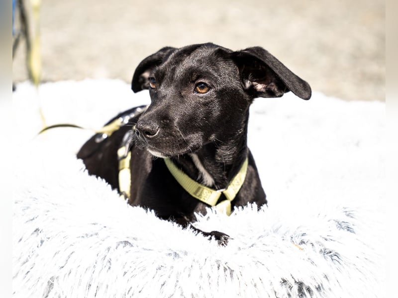 Mimba sucht sein Glück...