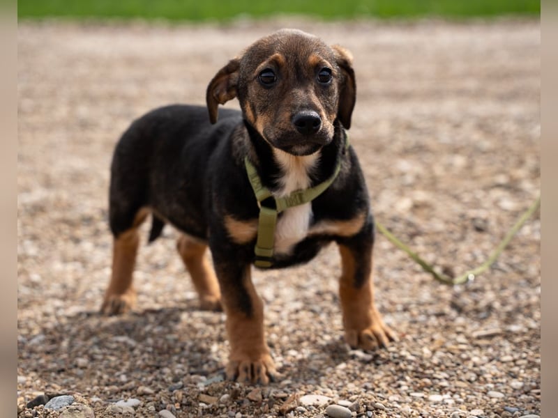 Ein großes Herz namens Elmino...