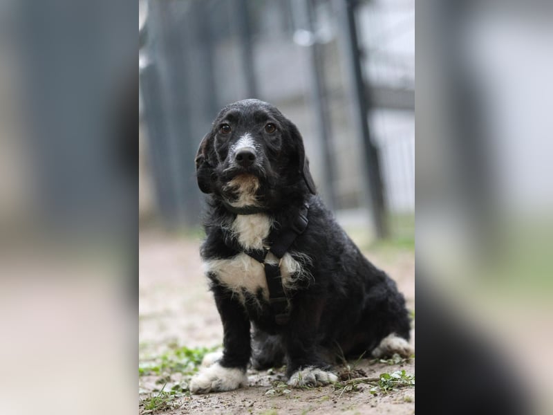 Yasko sucht liebevolle Familie....