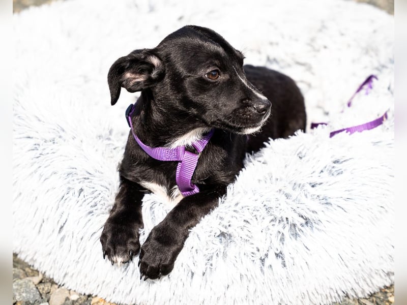 Mausi wünscht sich ein Forever Home...