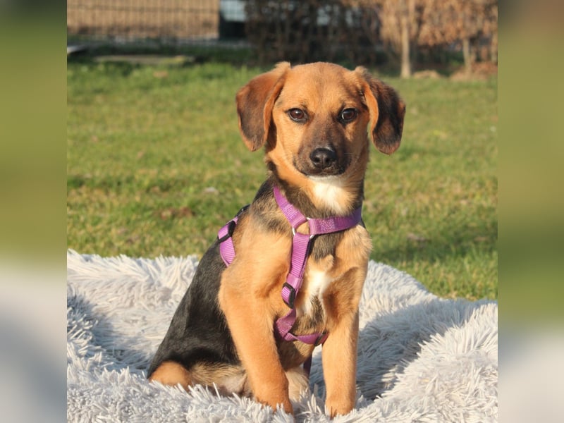 Dobina sucht ihr  Für-Immer-Zuhause