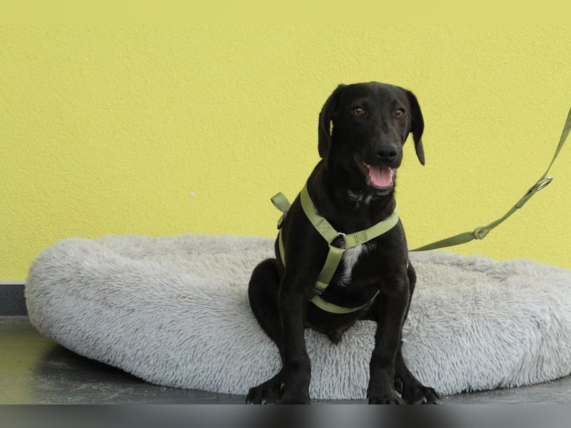 Relino sucht sein Glück....