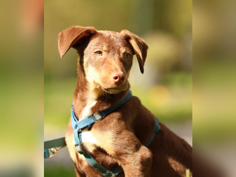 liebenswerte kleine - Linda