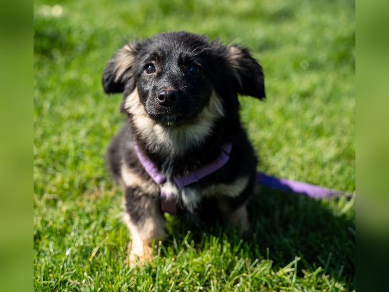 Perla sucht liebevolle Familie....