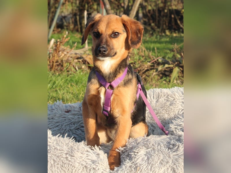 Dobina sucht ihr  Für-Immer-Zuhause