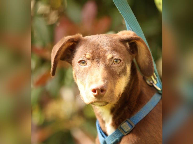 liebenswerte kleine - Linda