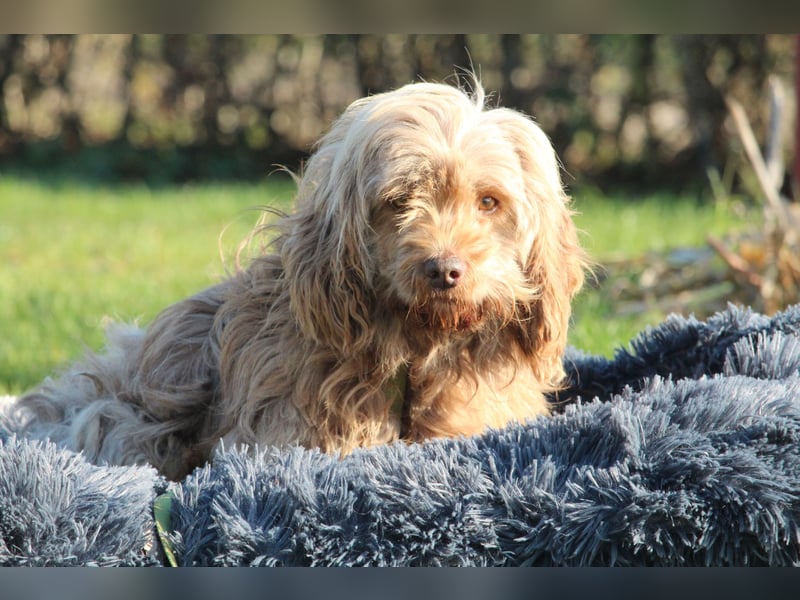 Sir Henry unser kleiner Chameur...