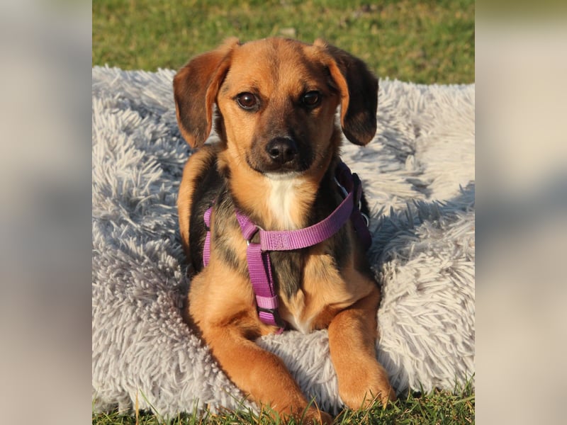 Dobina sucht ihr  Für-Immer-Zuhause