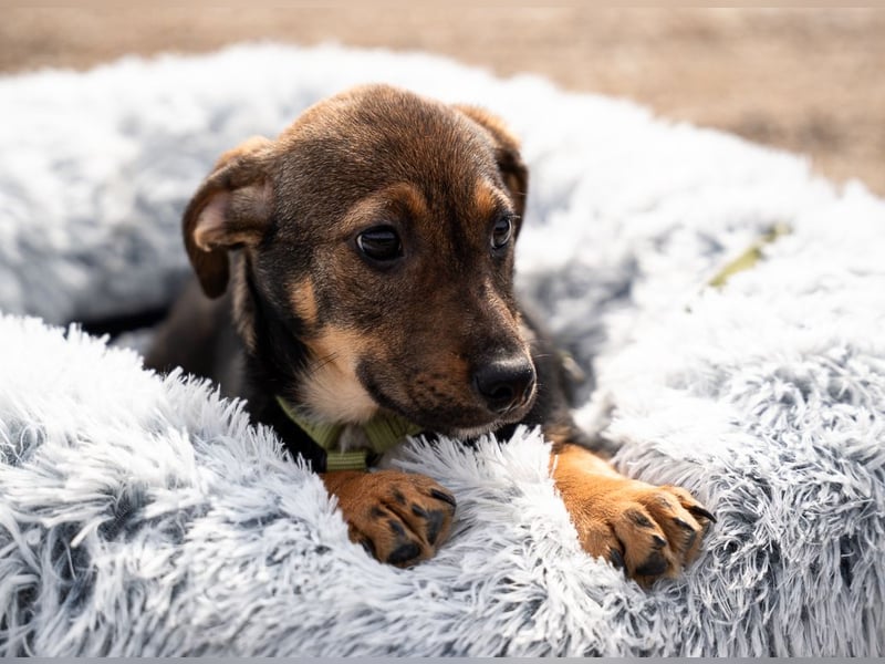 Ein großes Herz namens Elmino...
