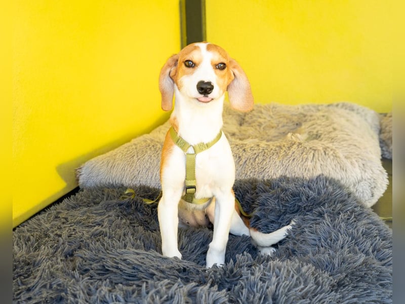 Narami sucht liebevolles Zuhause...