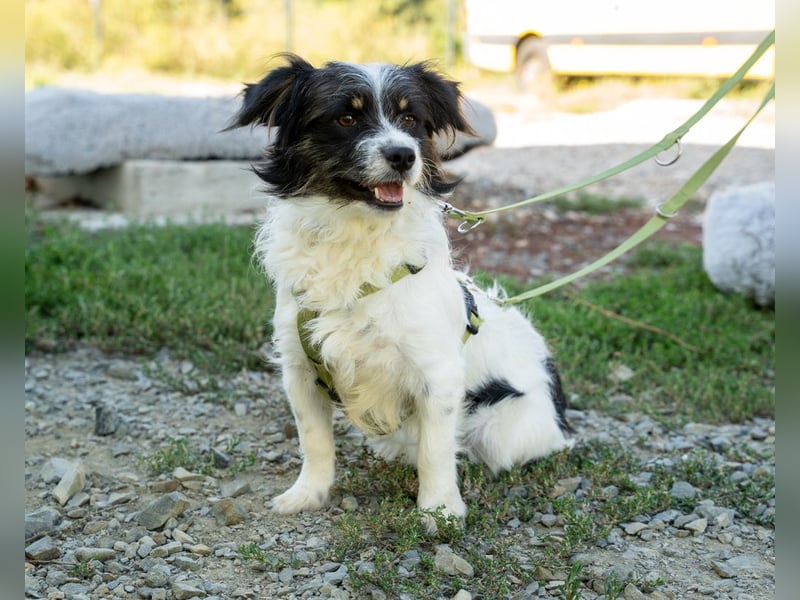 Maglino sucht sein für immer zu Hause...