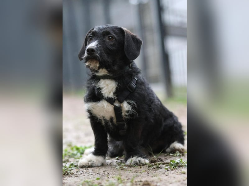 Yasko sucht liebevolle Familie....