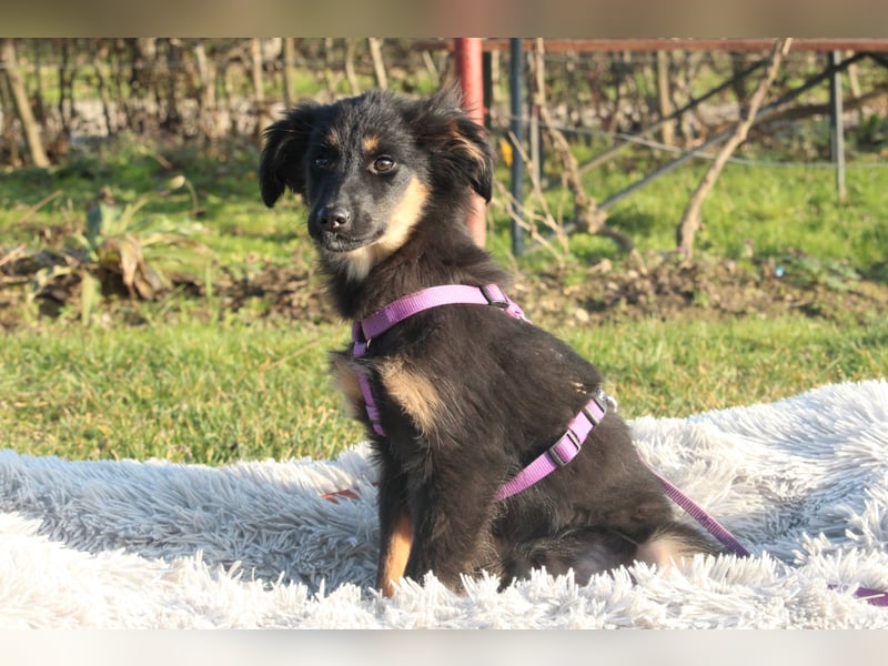 Hundemädchen Lani sucht ihr Glück...