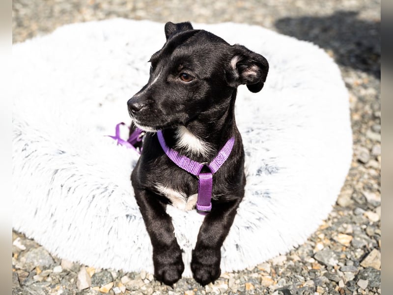 Mausi wünscht sich ein Forever Home...