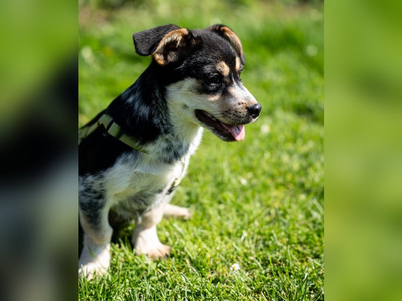 Alessio – ein kleines Herz auf vier Pfoten