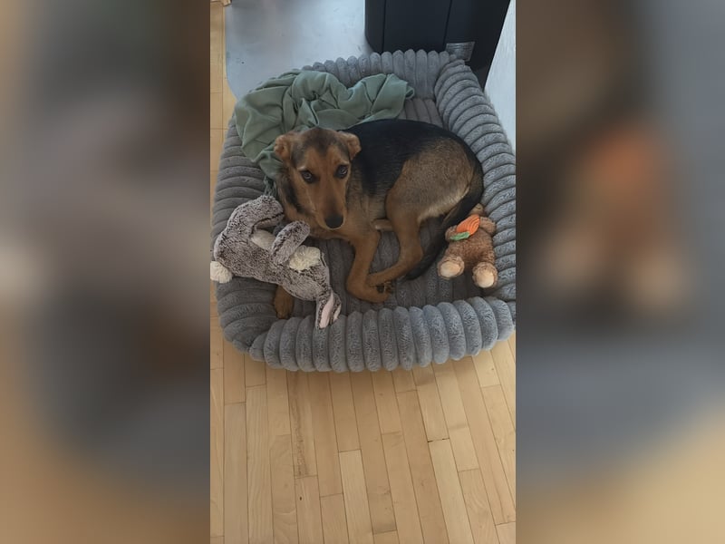 Laika sucht ihren Seelenverwandten...