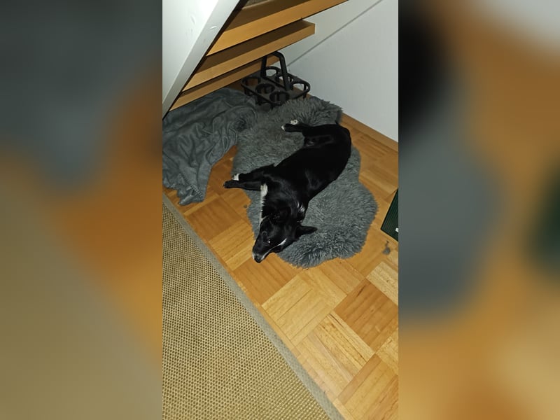 Ein großes Herz namens Merlin...