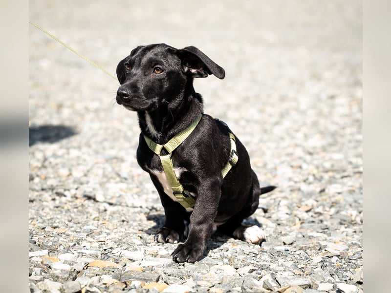 Mimba sucht sein Glück...