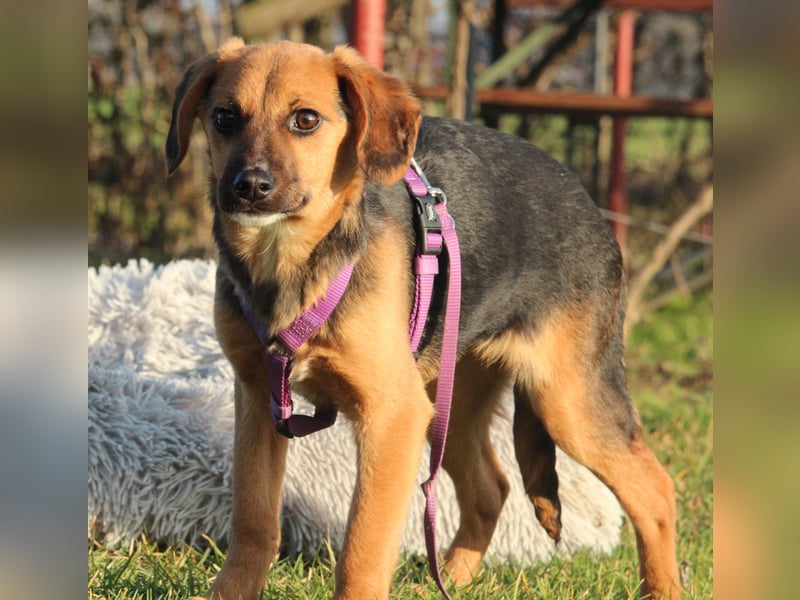 Dobina sucht ihr  Für-Immer-Zuhause