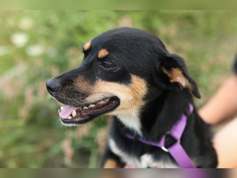 PENNY – Hundedame sucht ihr Glück