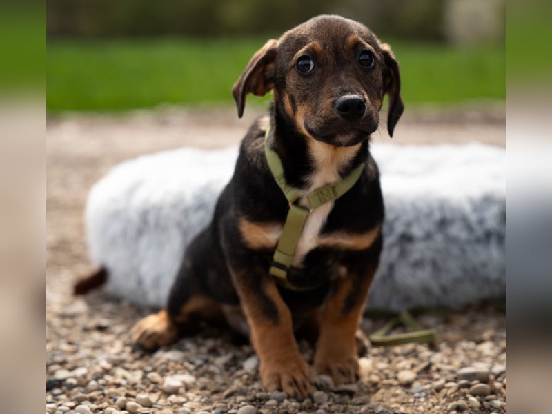 Ein großes Herz namens Elmino...