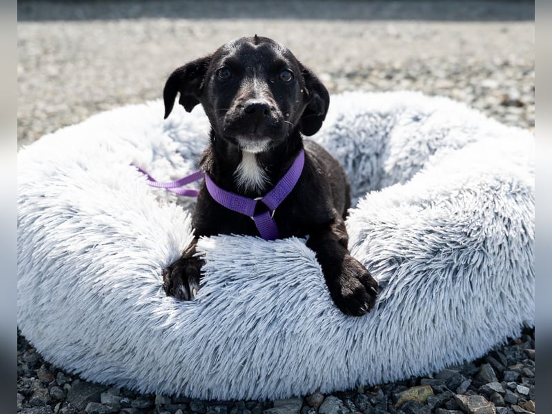 Mausi wünscht sich ein Forever Home...